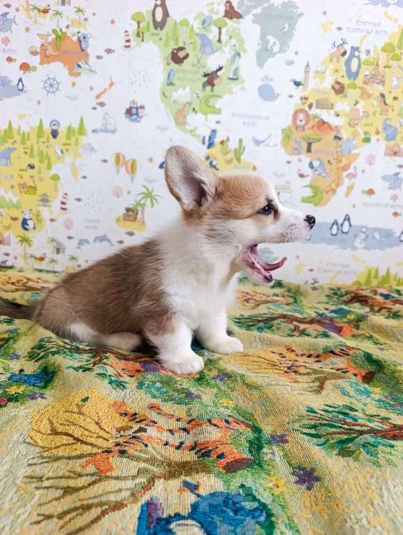 Собаки в Уфе: Корги пемброк Мальчик, 45 000 руб. - фото 9