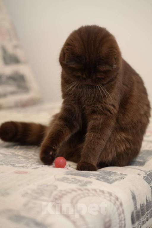 Кошки в Краснодаре: Джесси Pol Catana Девочка, 45 000 руб. - фото 4