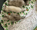 Кошки в Москве: Шотландский прямоухий короткошерстный Девочка, Бесплатно - фото 6