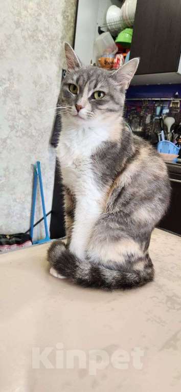 Кошки в Санкт-Петербурге: Трехцветочка в добрые руки Девочка, Бесплатно - фото 5