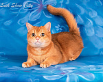 Кошки в Санкт-Петербурге: Золотой котик Скоттиш страйт Мальчик, 25 000 руб. - фото 1