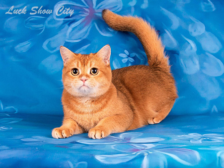 Золотой котик Скоттиш страйт