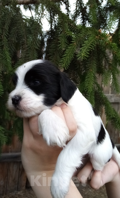 Собаки в Москве: Щенки тибетского терьера  Мальчик, 70 000 руб. - фото 3
