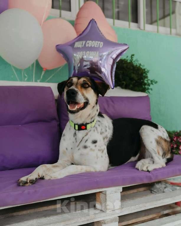 Собаки в Люберцах: Джулия ищет семью Девочка, Бесплатно - фото 1