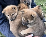 Собаки в других городах Московской области: Щенки Сибы Разнополые, 35 000 руб. - фото 8