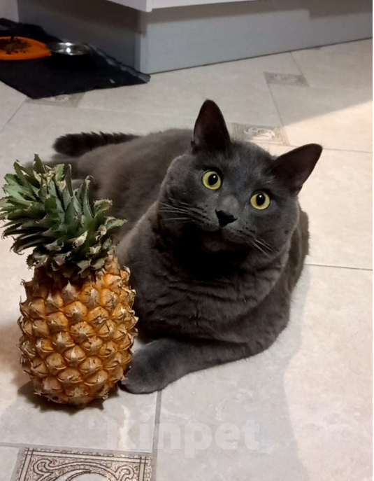 Кошки в других городах Московской области: Пропал кот Тиша. Мальчик, 5 000 руб. - фото 2