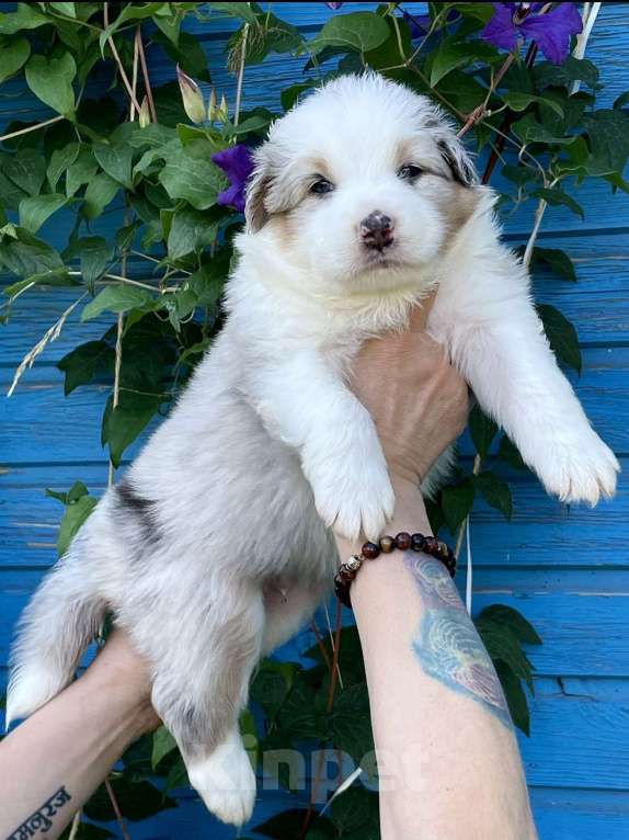 Собаки в Санкт-Петербурге: Щенки Аусси (Австралийская овчарка) Мальчик, Бесплатно - фото 4
