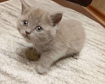 Кошки в Улане-Удэ: Котенок манчкин Девочка, Бесплатно - фото 3
