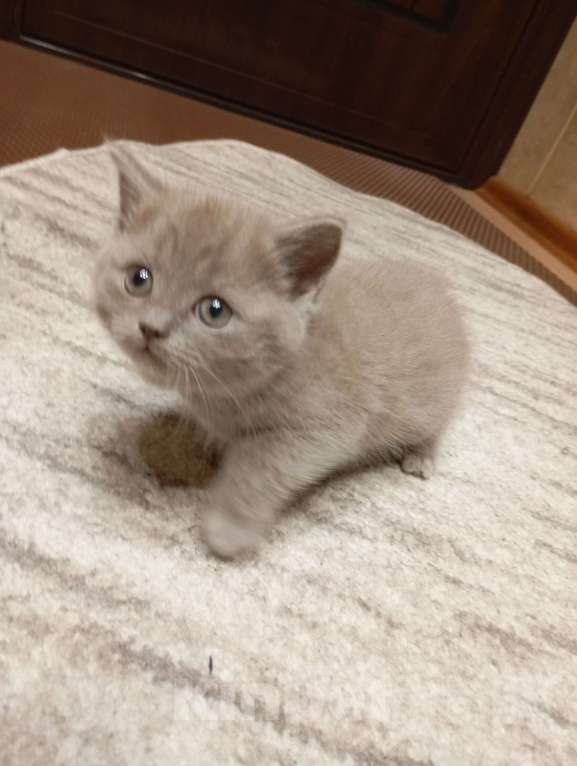 Кошки в Улане-Удэ: Котенок манчкин Девочка, Бесплатно - фото 3