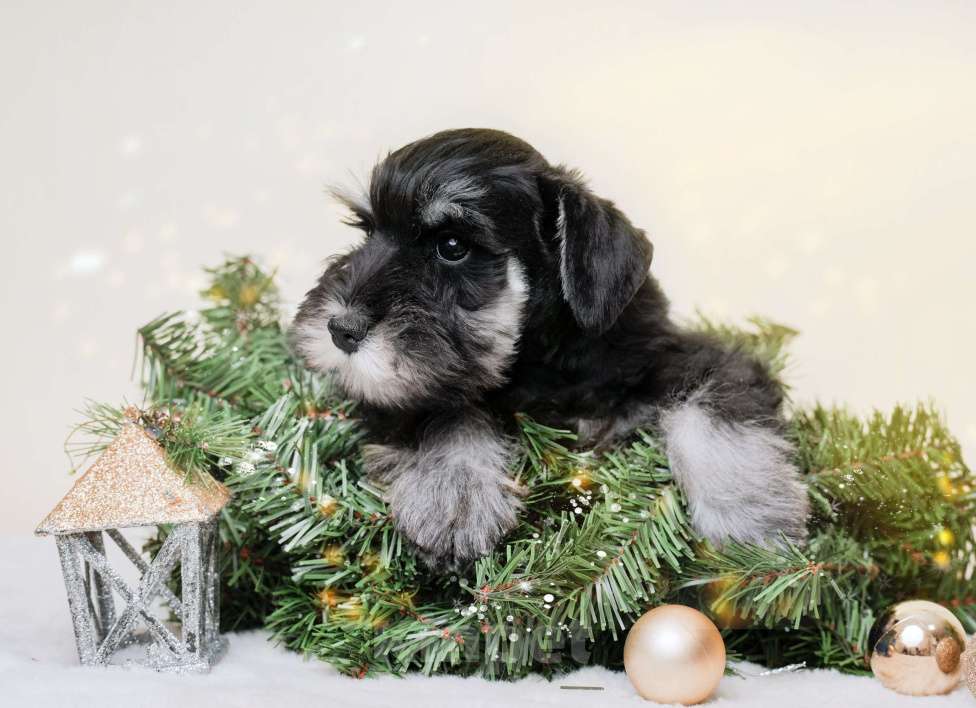 Собаки в Новосибирске: Щенки цвергшнауцера Девочка, 55 000 руб. - фото 7