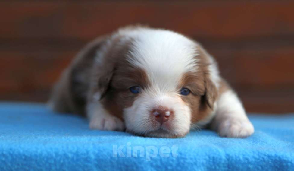 Собаки в Новосибирске: Миниатюрная американская овчарка  Девочка, 60 000 руб. - фото 4