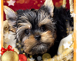 Собаки в Москве: Йоркширский  терьер -  Роскошный  Мальчик Мальчик, 40 000 руб. - фото 1