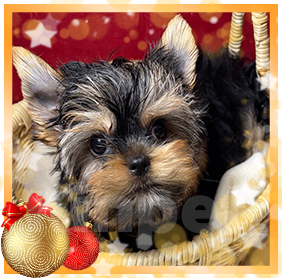 Собаки в Москве: Йоркширский  терьер -  Роскошный  Мальчик Мальчик, 40 000 руб. - фото 1