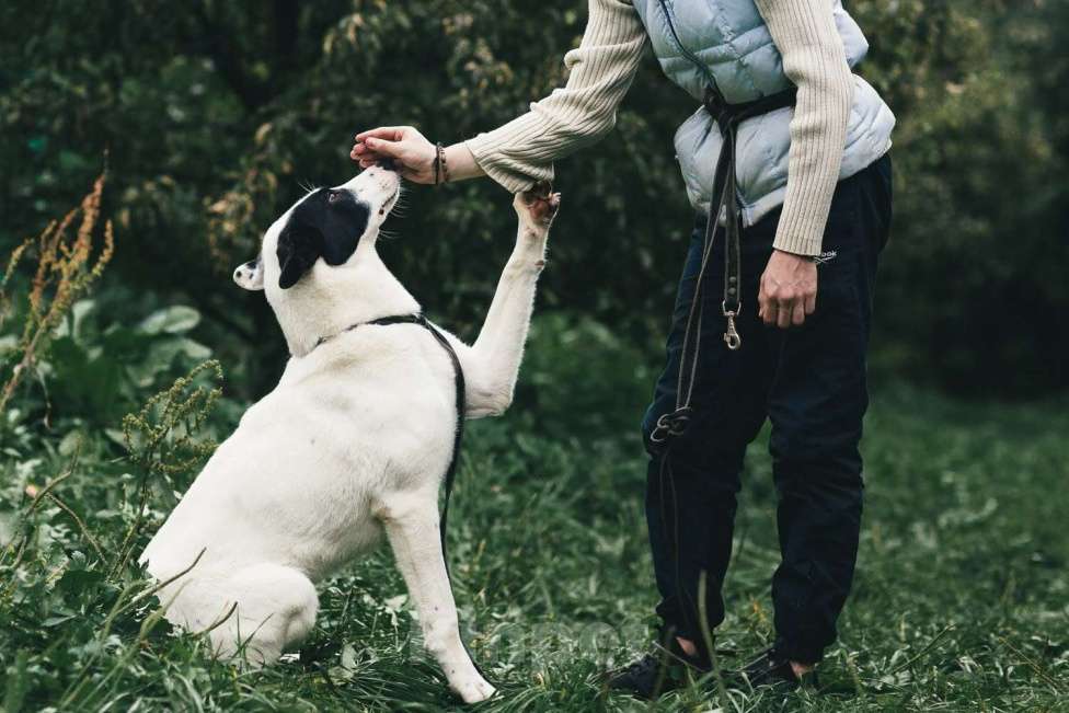 Собаки в Москве: Руни Мальчик, Бесплатно - фото 2