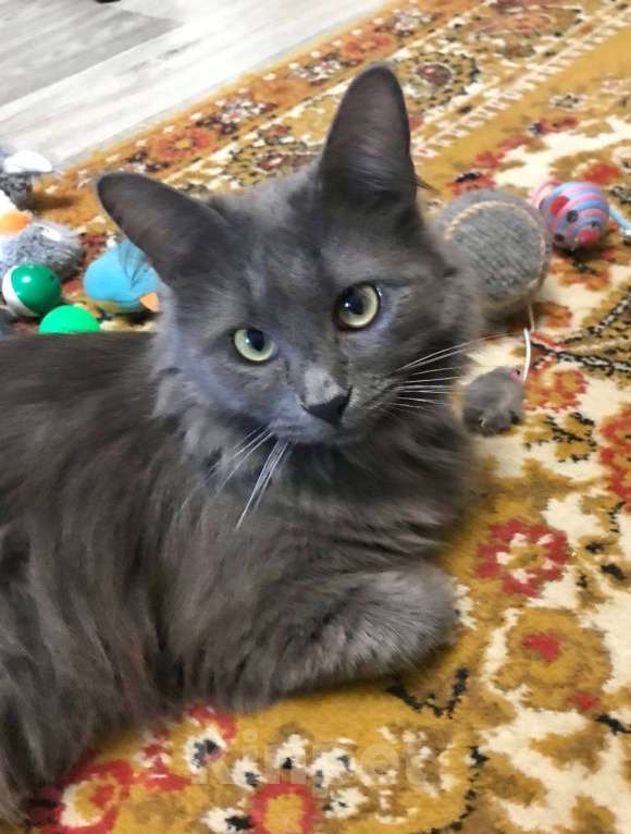 Кошки в Москве: Красавица Мушка ищет дом Девочка, 99 руб. - фото 2