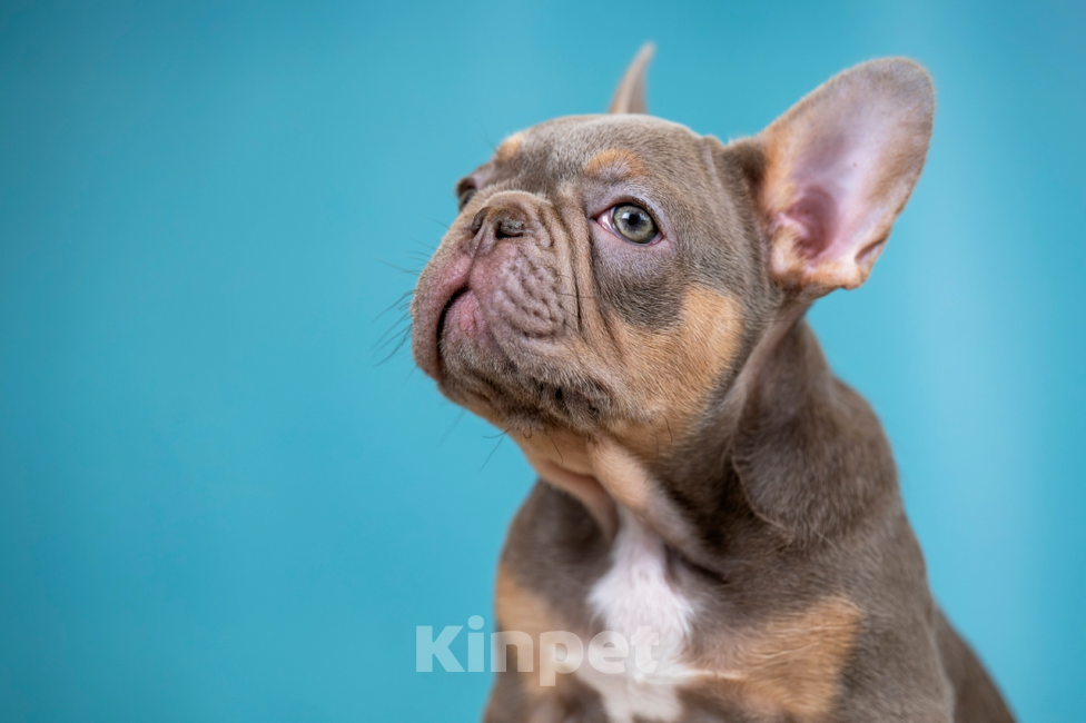 Собаки в Перми: Щенок Французского бульдога Мальчик, 120 000 руб. - фото 3