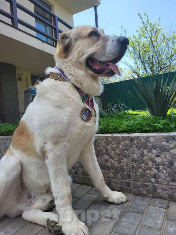 Собаки в Севастополе: Вязка алабая Мальчик, 1 руб. - фото 2