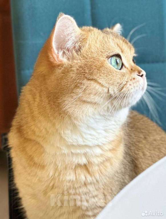 Кошки в Тюмени: Котята золотая шиншила Мальчик, 20 000 руб. - фото 10