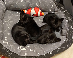 Кошки в Санкт-Петербурге: Бомбейские котята Девочка, Бесплатно - фото 5