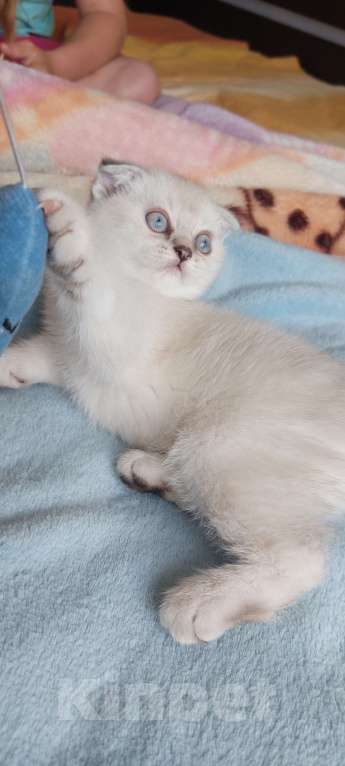 Кошки в Москве: Очаровательный котенок лилового окраса Девочка, 13 000 руб. - фото 2