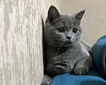Кошки в Балашихе: Даром в добрые руки молодая кошечка Девочка, 1 руб. - фото 1