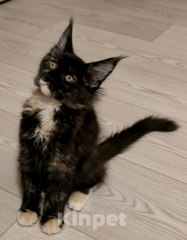 Кошки в Москве: Девочка "егоза" - Ёлка Девочка, 30 000 руб. - фото 4