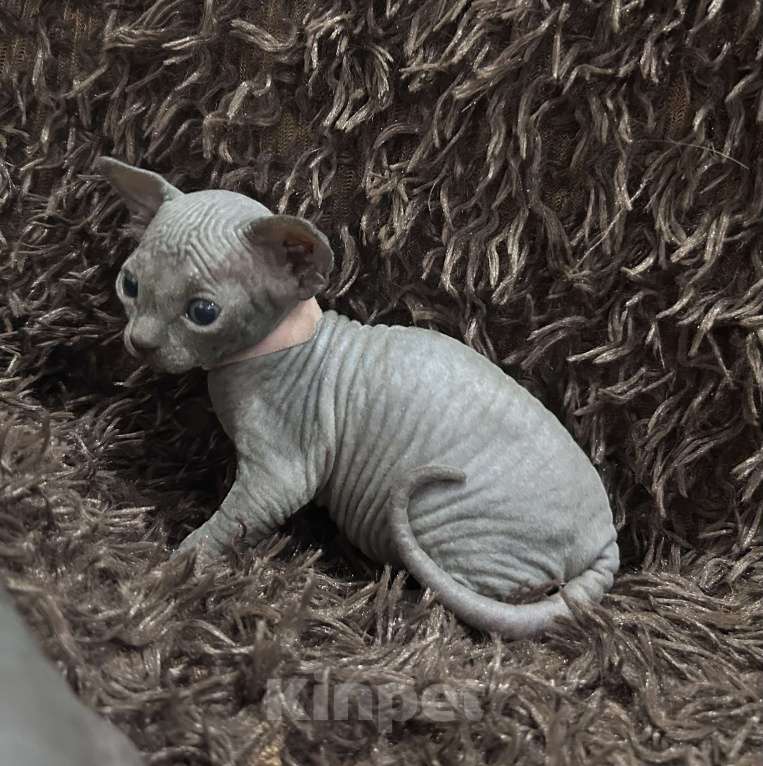 Кошки в Москве: Розовая Девочка, 20 000 руб. - фото 1