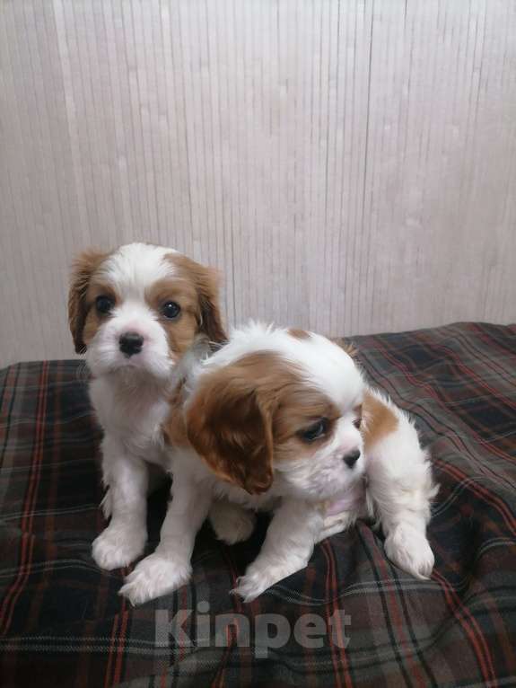 Собаки в Москве: Кавалер Кинг Чарльз спаниель 2 мес. Девочка, 80 000 руб. - фото 3