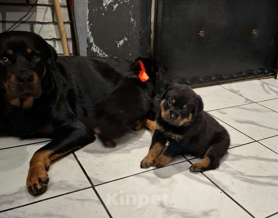 Собаки в Туле: Девочка Девочка, 18 000 руб. - фото 3