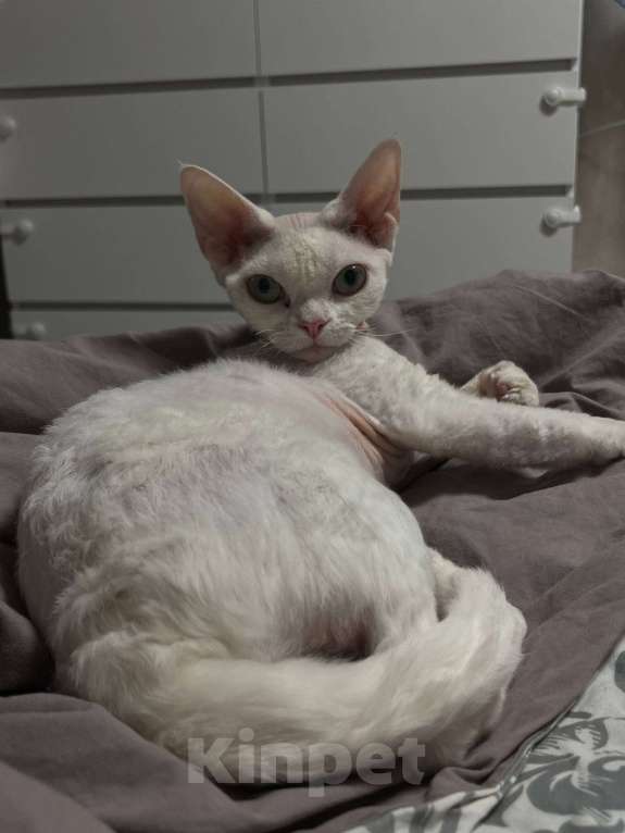 Кошки в Казани: Девон-рекс кошка Девочка, 50 000 руб. - фото 1