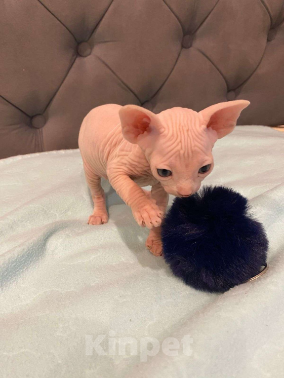 Кошки в Москве: Топовые котята эльф  Мальчик, 60 000 руб. - фото 7