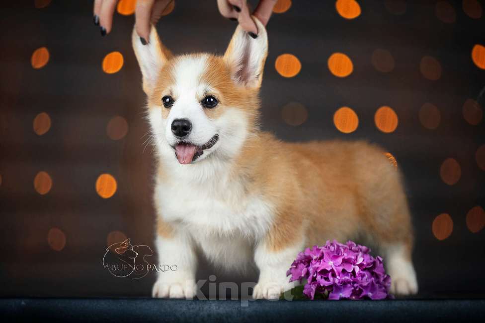 Собаки в Москве: щенки вельш корги пемброк Мальчик, 50 000 руб. - фото 3