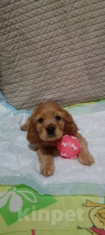 Собаки в Новосибирске: Щенок Мальчик, 15 000 руб. - фото 1