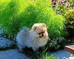 Собаки в Омске: щенок померанского шпица  Мальчик, Бесплатно - фото 1