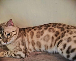 Кошки в Чебоксарах: Бенгальский кот минк. Вязка, 40 000 руб. - фото 1