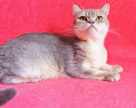Кошки в Сертолово: Британцы драгоценных окрасов, 5 000 руб. - фото 4