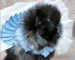 Собаки в Раменском: ❤‍🔥Мини девочка померанского шпица.  Девочка, 50 000 руб. - фото 1