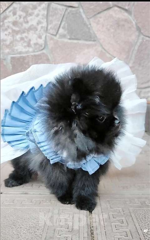 Собаки в Раменском: ❤‍🔥Мини девочка померанского шпица.  Девочка, 50 000 руб. - фото 1
