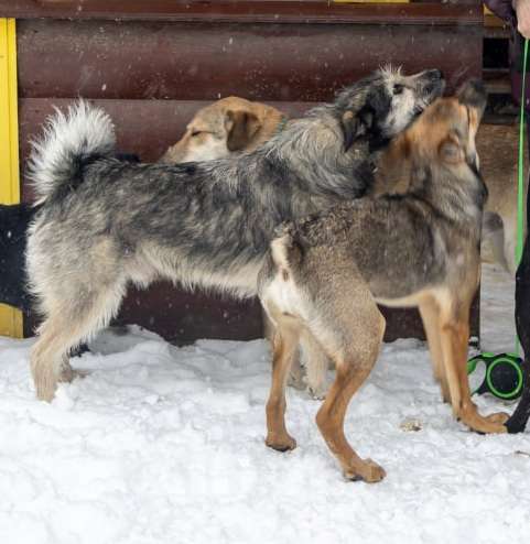 Собаки в Химках: Бруно ищет дом Мальчик, Бесплатно - фото 4