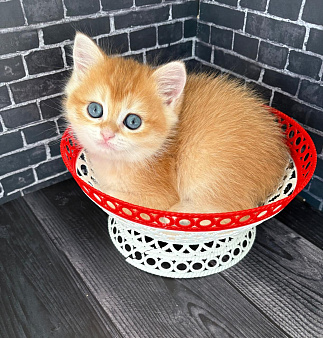 Клубные золотые шиншиллы