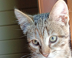 Кошки в Одинцово: Котята в добрые руки Девочка, 1 руб. - фото 1