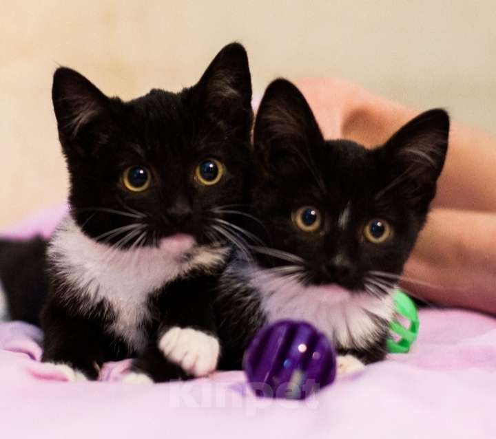 Кошки в Москве: Очаровательные маркизные котята в добрые руки Девочка, 1 руб. - фото 5