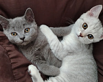 Кошки в Североморске: Продам Шотландского прямоухого котенка Мальчик, 12 000 руб. - фото 5