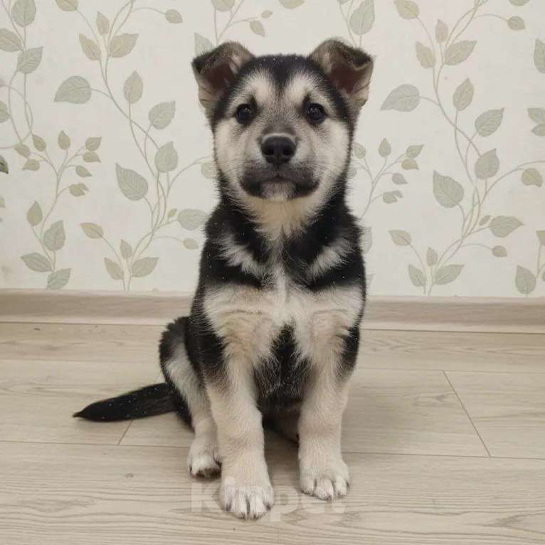 Собаки в Москве: Трогательные щеночки (2 мес.) срочно ищут дом Мальчик, Бесплатно - фото 2