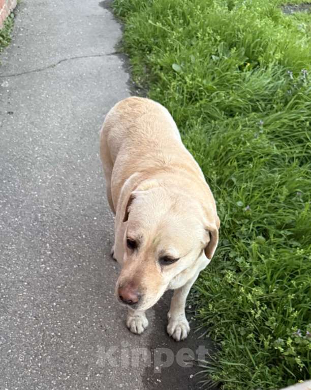 Собаки в Краснодаре: Найдена собака! Ищу хозяев старых или новых🙏🏻 Мальчик, Бесплатно - фото 1