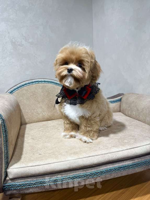 Собаки в Москве: Продается щенок Мальтипу мальчик Мальчик, 140 000 руб. - фото 6