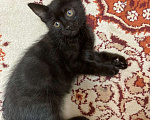 Кошки в Старом Осколе: Отдадим в хорошие руки котенка Девочка, Бесплатно - фото 3