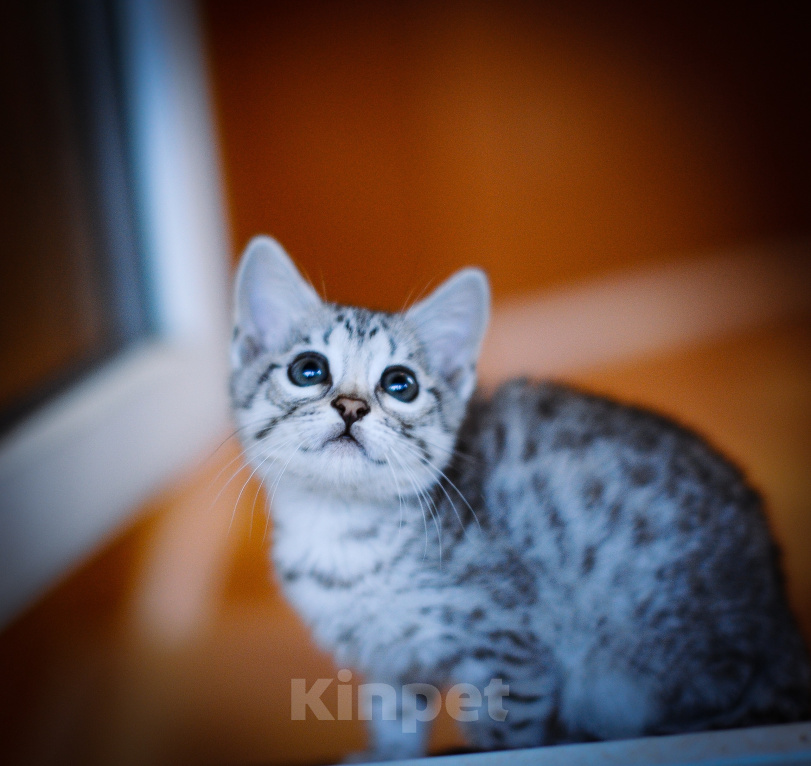 Кошки в Москве: Бенгальский котенок серебро Девочка, 25 000 руб. - фото 2