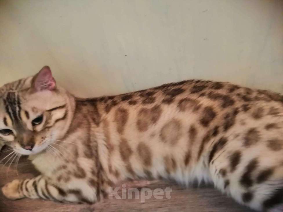 Кошки в Чебоксарах: Бенгальский кот минк. Вязка, 40 000 руб. - фото 1