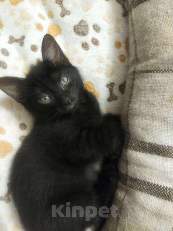 Кошки в Балашихе: Кошечка в добрые руки  Девочка, Бесплатно - фото 3